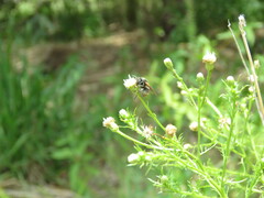 Brachygastra lecheguana