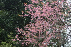 Prunus cerasoides