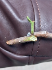 Membracidae