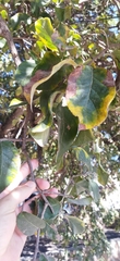 Crataegus mexicana