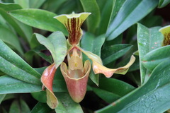 Paphiopedilum