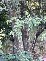 Cassiculus melanicterus