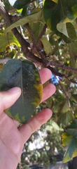 Crataegus mexicana