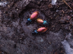 Carabus hispanus