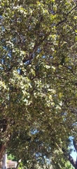 Crataegus mexicana