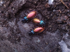 Carabus hispanus