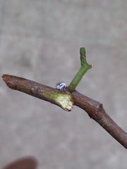 Membracidae