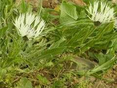Centaurea cheiranthifolia