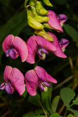 Lathyrus sylvestris