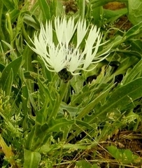 Centaurea cheiranthifolia