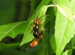 Oncopeltus guttaloides