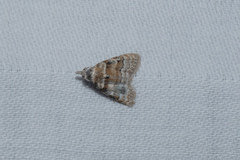 Nola bifascialis