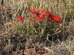 Castilleja scabrida scabrida