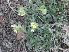 Oreocarya flavoculata