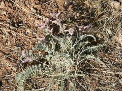 Astragalus mollissimus