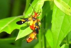 Oncopeltus guttaloides