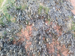 Fucus distichus