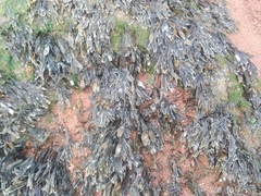 Fucus distichus