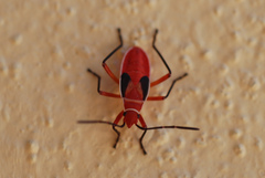 Dysdercus suturellus