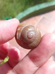 Zachrysia provisoria