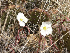 Oenothera pallida