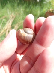 Zachrysia provisoria