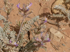 Astragalus mollissimus