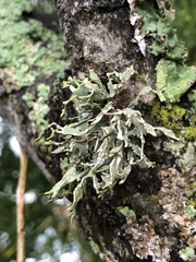 Ramalina celastri