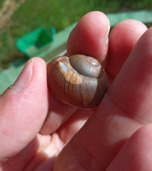 Zachrysia provisoria