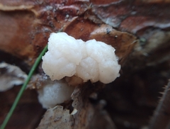 Naematelia encephala