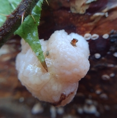 Naematelia encephala