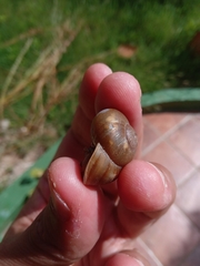 Zachrysia provisoria