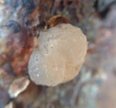 Naematelia encephala