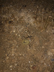 Leiurus hebraeus