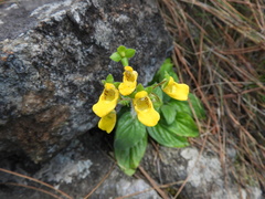 Calceolaria parviflora