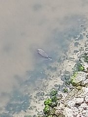Trichechus