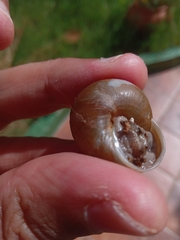 Zachrysia provisoria