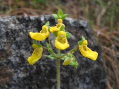 Calceolaria parviflora