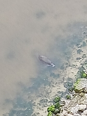 Trichechus