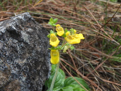Calceolaria parviflora
