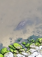 Trichechus