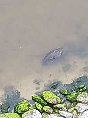 Trichechus