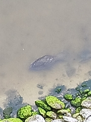 Trichechus