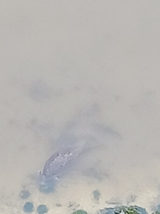 Trichechus