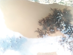 Chondrus crispus