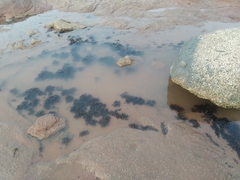 Chondrus crispus