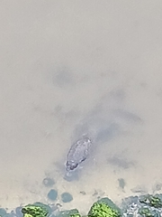 Trichechus