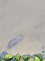 Trichechus