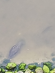 Trichechus