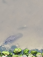 Trichechus